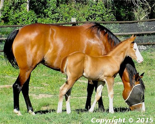 Sundancer Flash Yer Fancy Guns